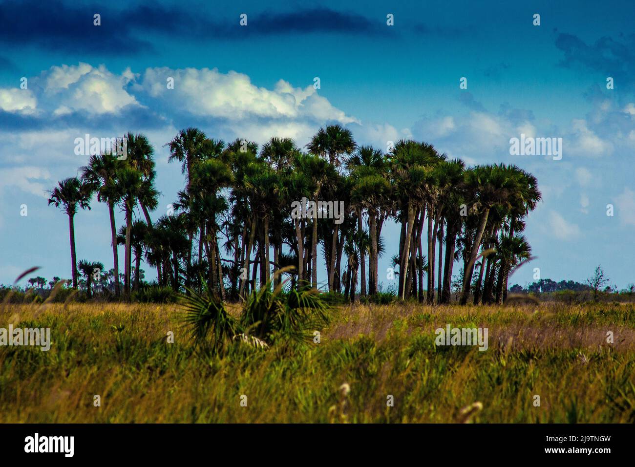 Kissimmee Prairie Preserve State Park, Florida Stock Photo - Alamy