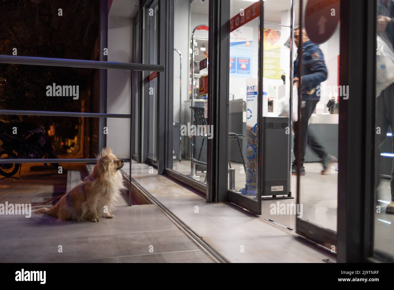 A dog waits outside a shop for its master Stock Photo - Alamy