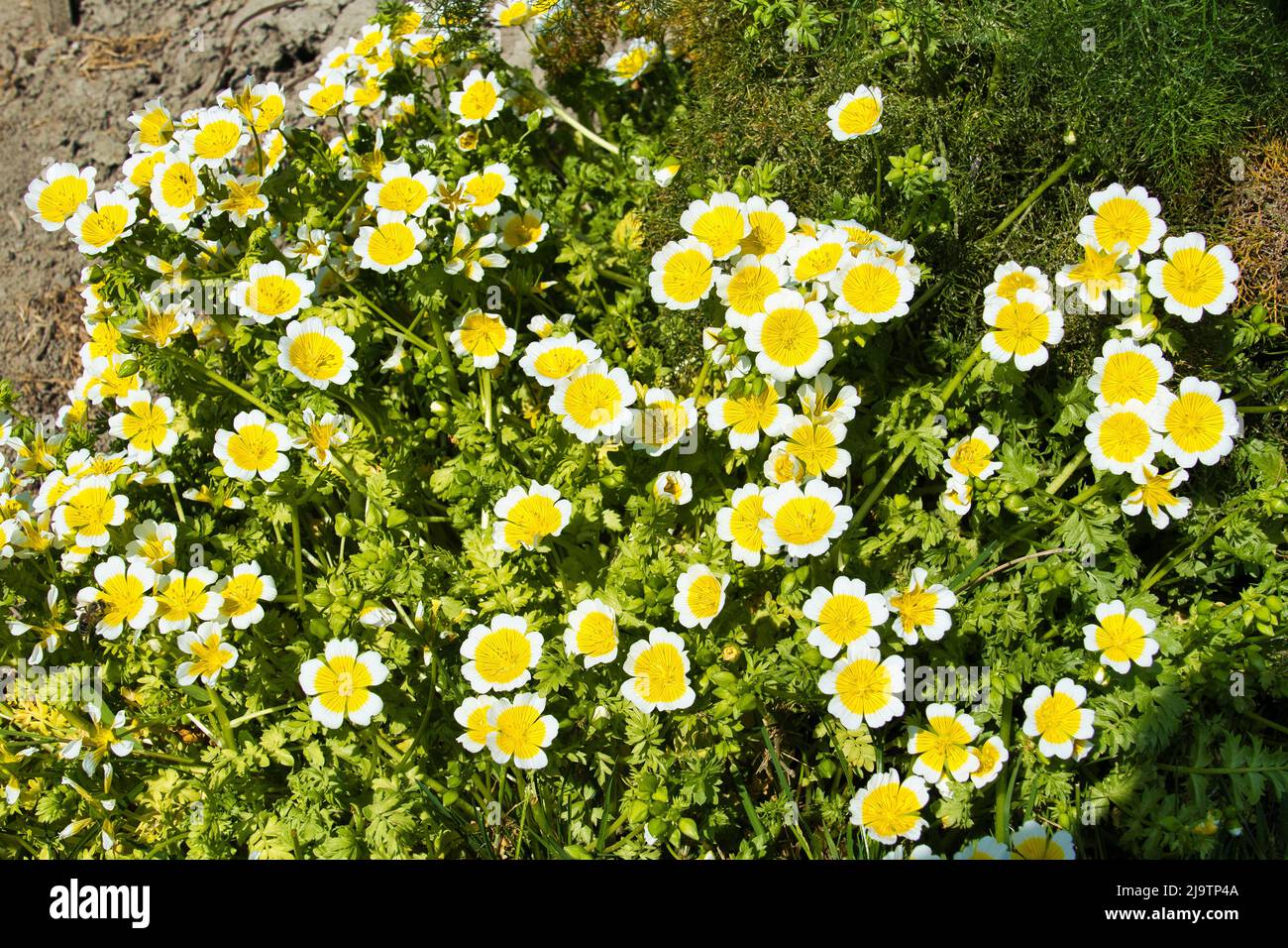 The white and yellow flowers of Douglas' meadowfoam or poached egg plant (Limnanthes douglasii) Stock Photo
