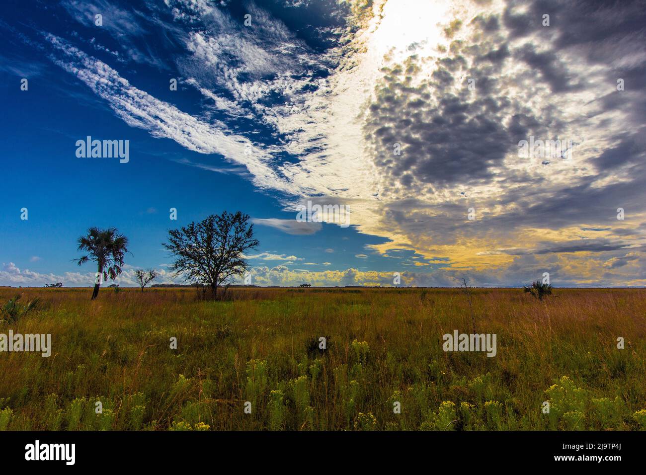 Kissimmee Prairie Preserve State Park, Florida Stock Photo - Alamy