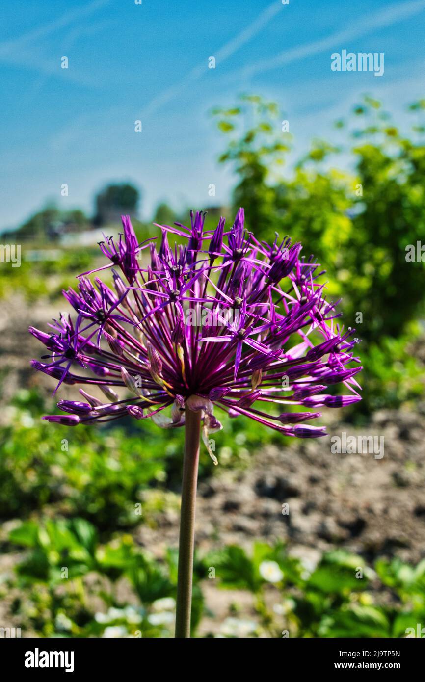 The deep purple composite flowers of the Persian onion or star of Persia (Allium christophii) Stock Photo