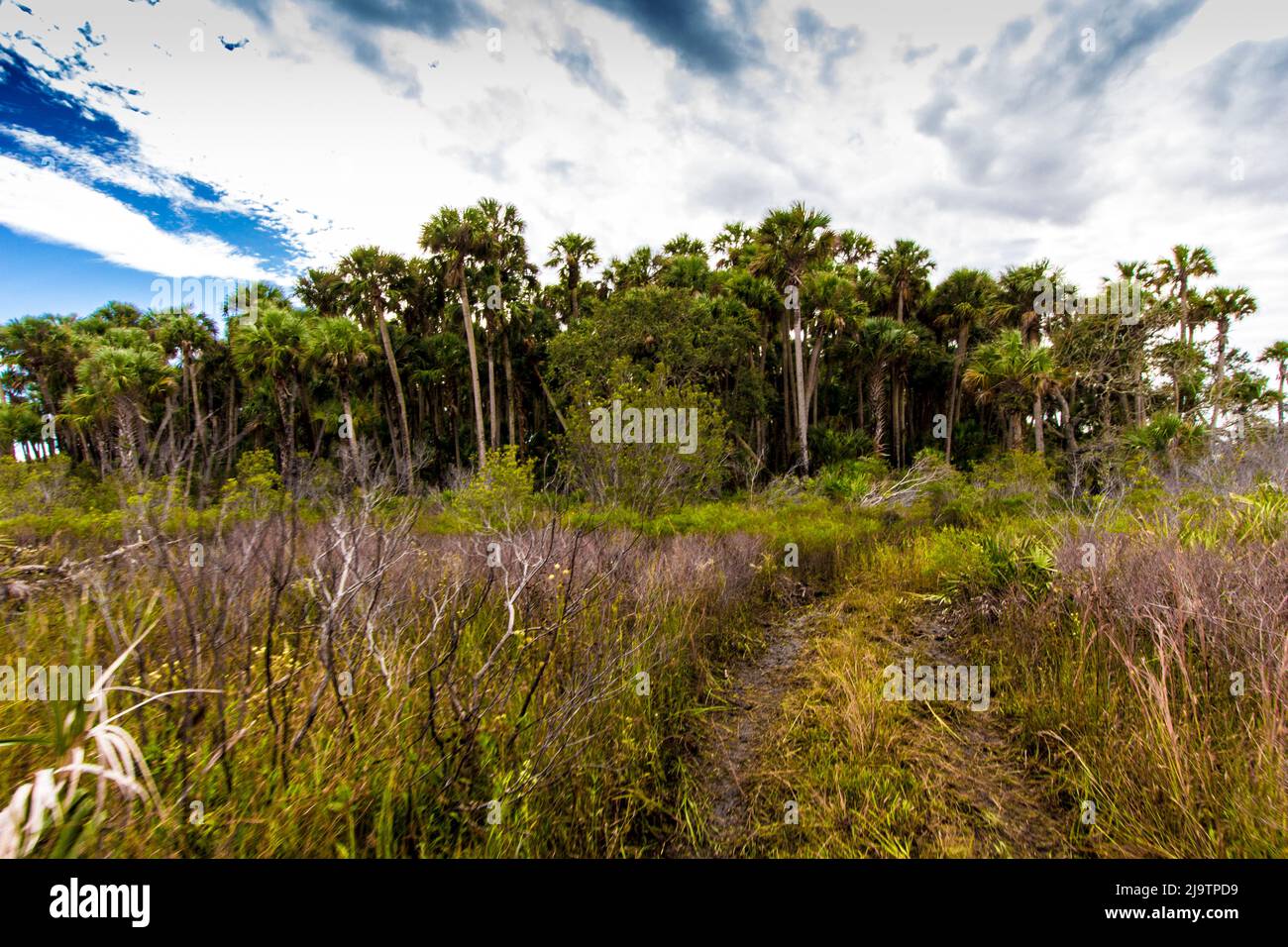 Kissimmee Prairie Preserve State Park, Florida Stock Photo - Alamy