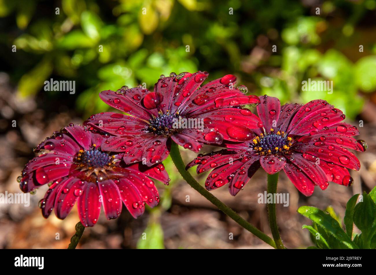 Sydney Australia, red flowers of osteospermum or african daisies with