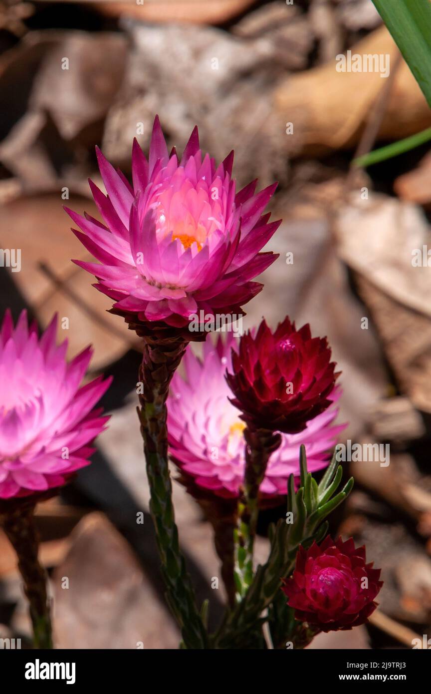 Edmonds Flower Sydney Australia, flower buds of an edmondia pinifolia plant Stock ...