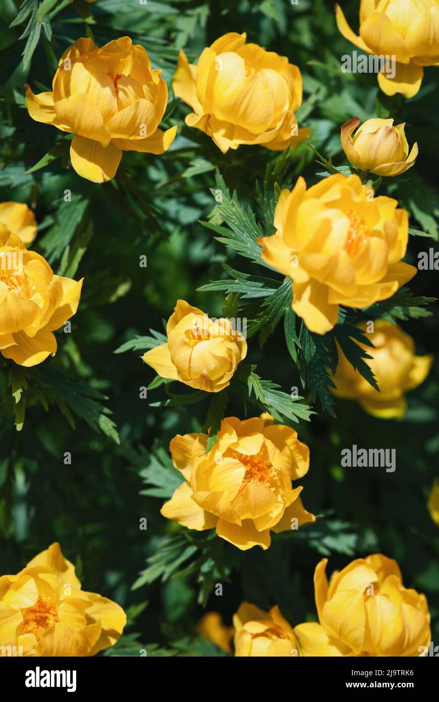 Yellow flowers natural background, Asian globeflowers blooming in spring Stock Photo