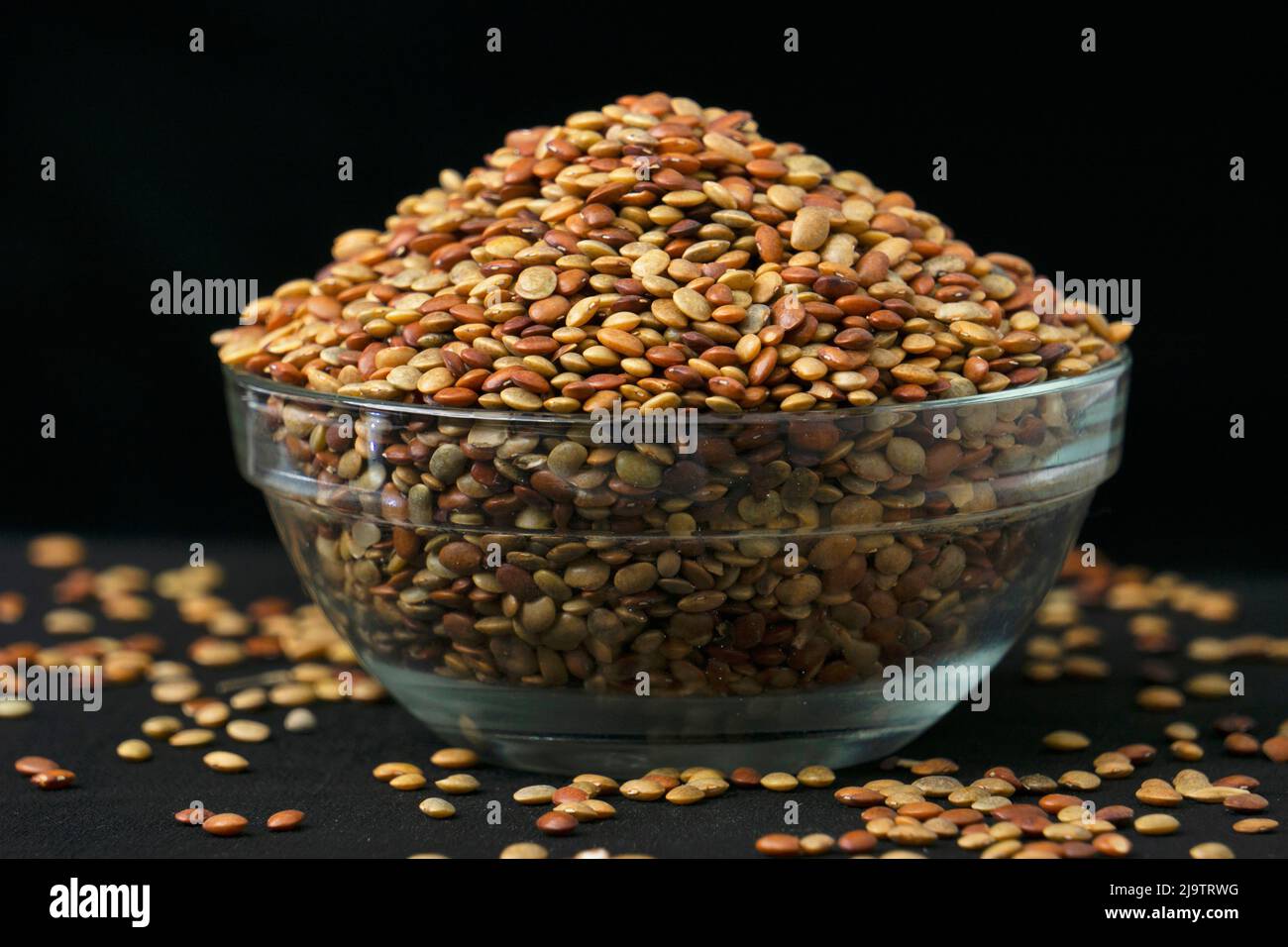 Madras gram seeds, Macrotyloma uniflorum, Satara, Maharashtra, India