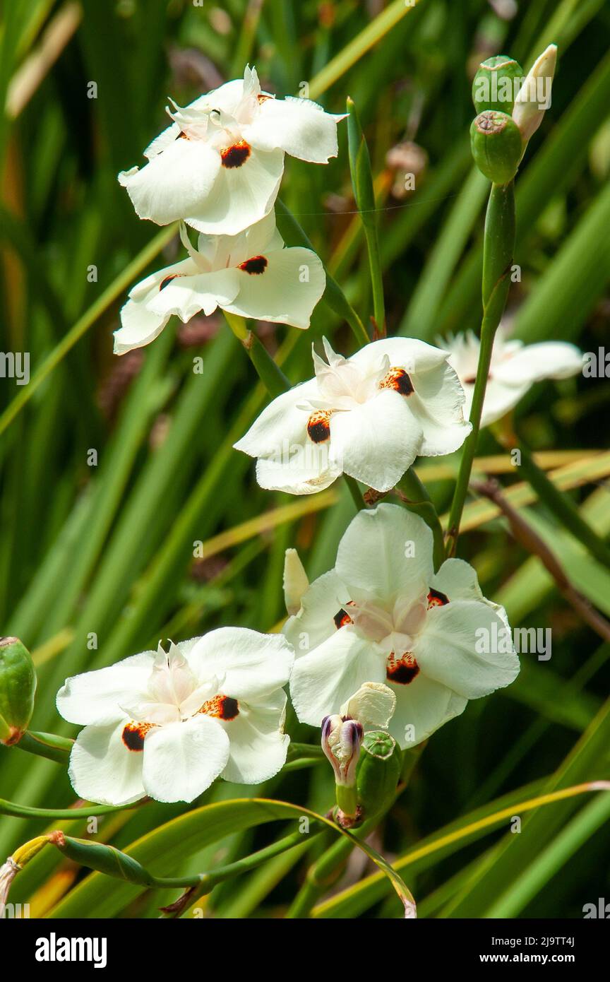 Sydney Australia, pale creamy yellow flowers with dark brown spots of