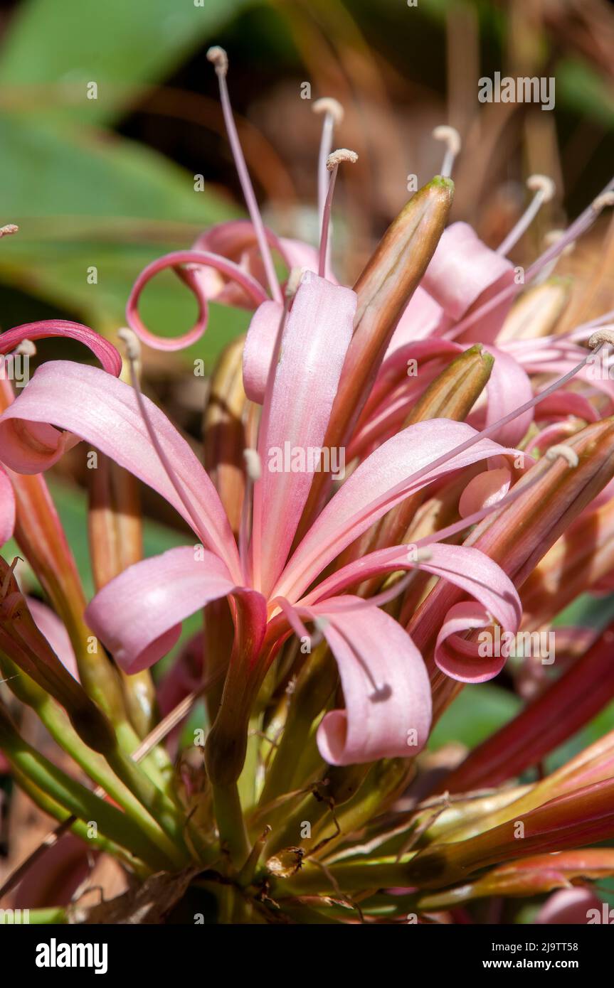 Sydney Australia, close-up of floret of an ammocharis coranica Stock Photo