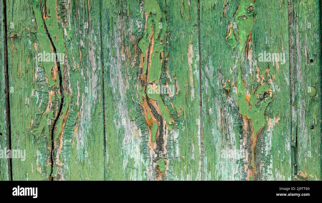Texture of a wooden door painted in green weathered with time, aged and ...