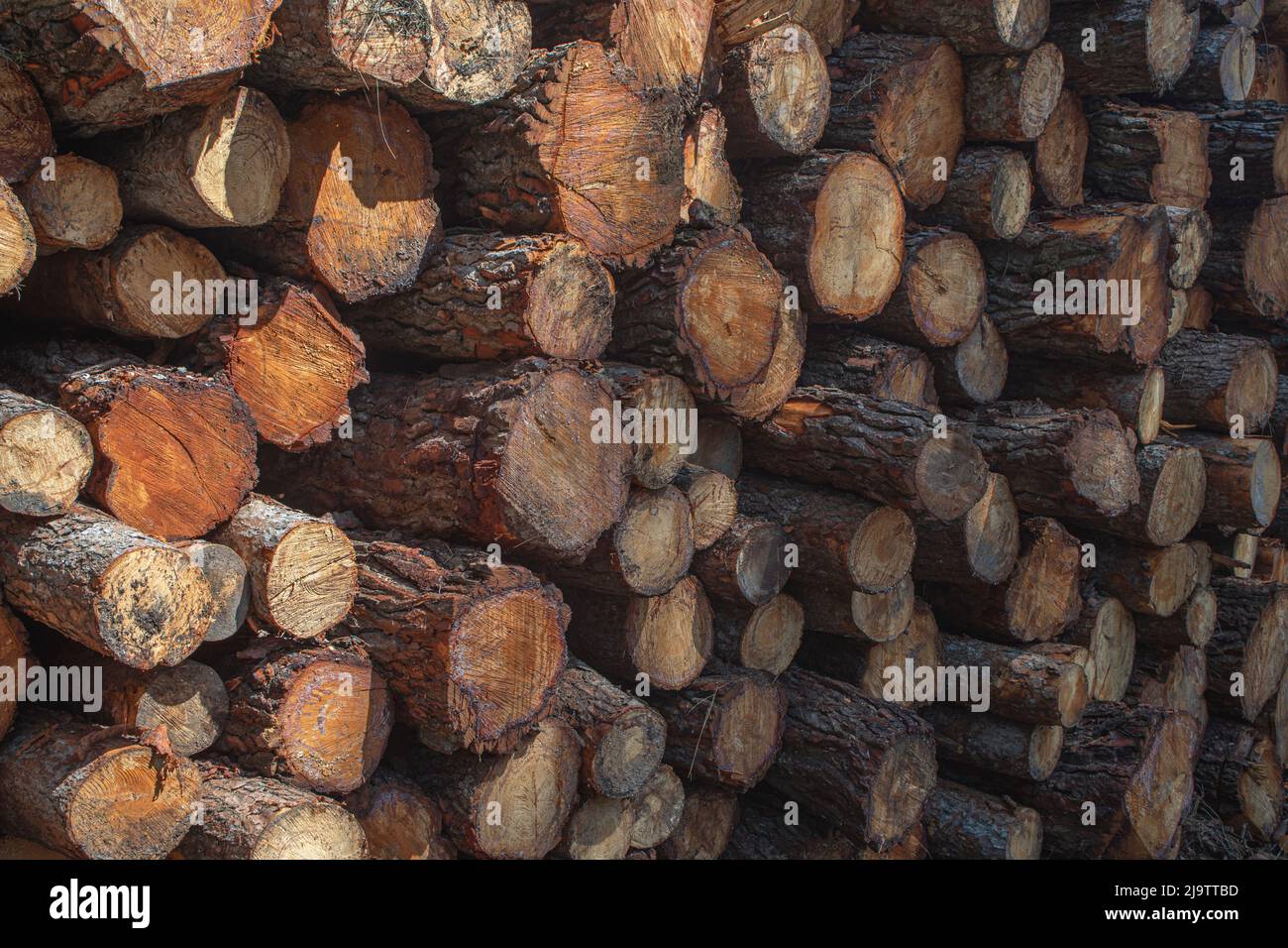 Logs felled and stacked for the conservation of the environment and