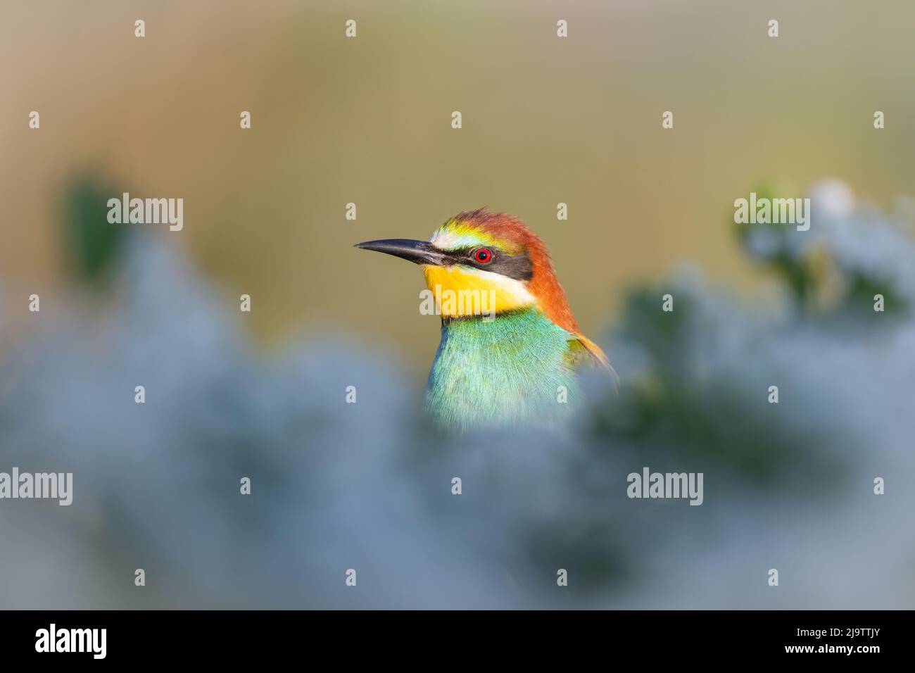 beautiful bird among a flowering tree Stock Photo - Alamy