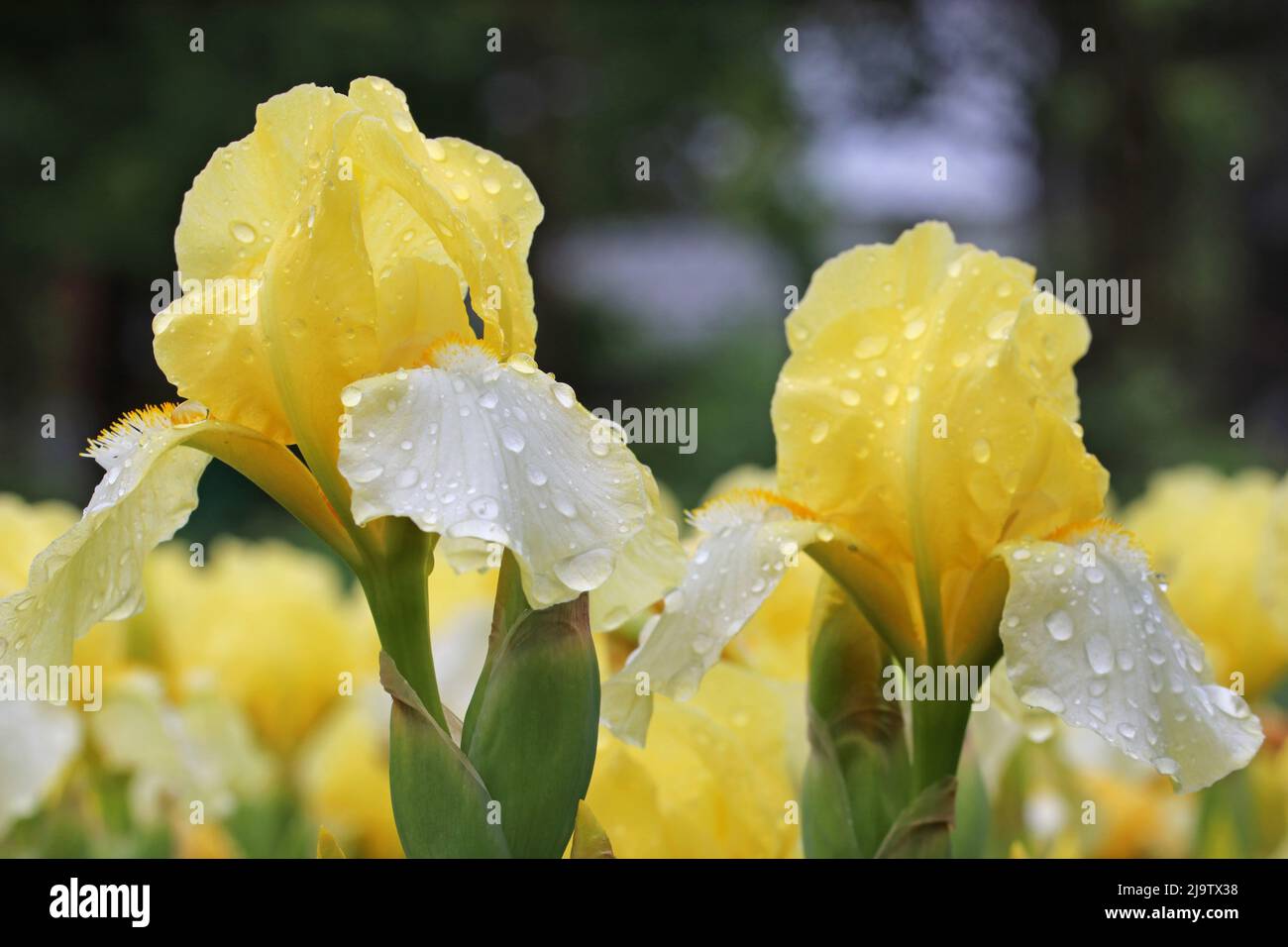 Light yellow flowering iris on a blurred background with rain drops. Iris covered with drops