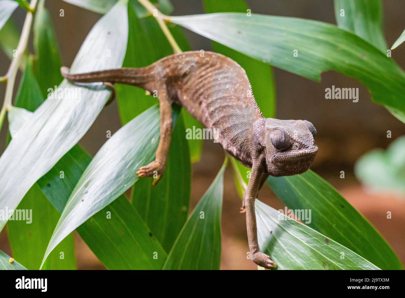 Chameleon sitting on the leaves. Chameleo on Zanzibar Stock Photo