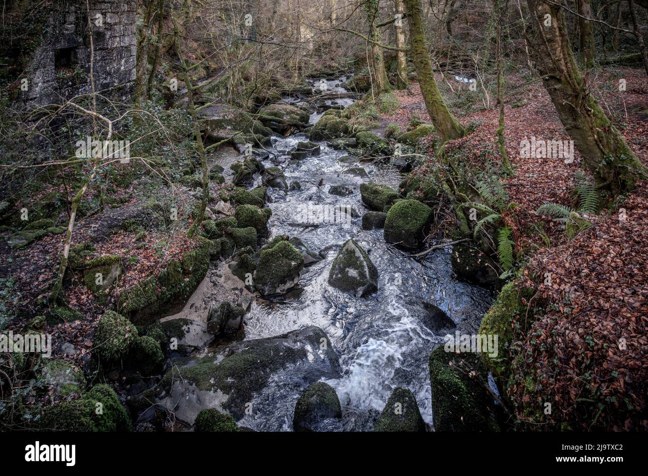 The River Kennall flowing through the historic Kennall Vale nature