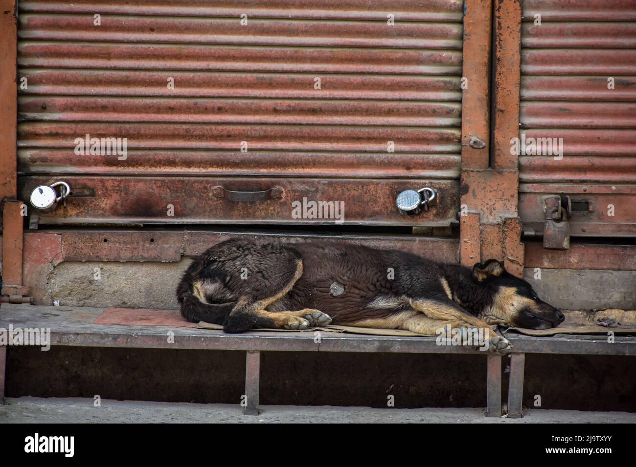 a-dog-sits-in-front-of-the-closed-shops-during-a-shutdown-ahead-of-the