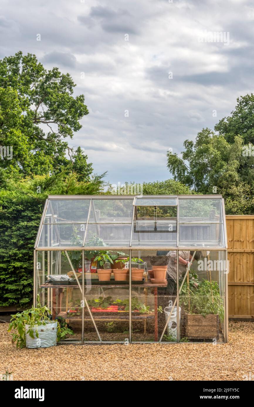 Woman working in small greenhouse in her garden. Stock Photo