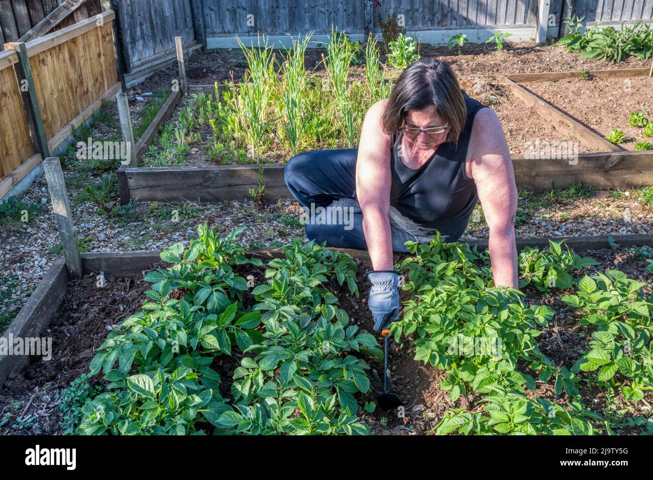 Earthing potatoes hires stock photography and images Alamy