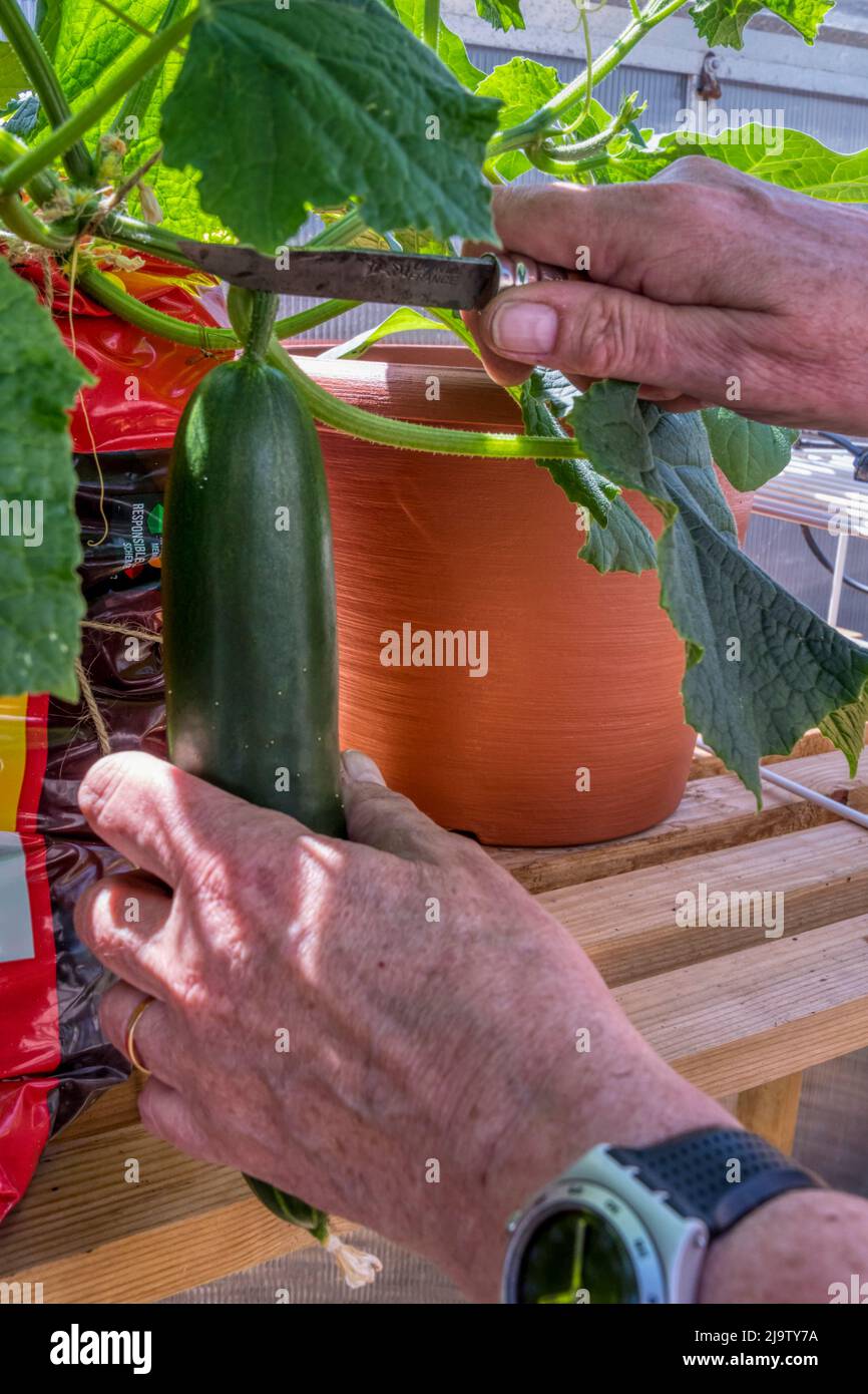 Woman harvesting a cucumber grown in her greenhouse. Stock Photo