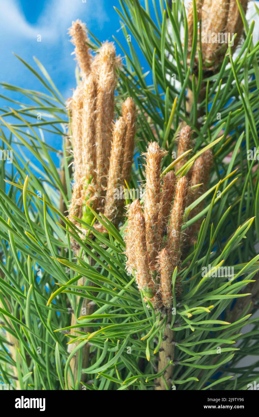 A green branch of a pine tree in spring on a blue background. Natural beauty in nature Stock Photo