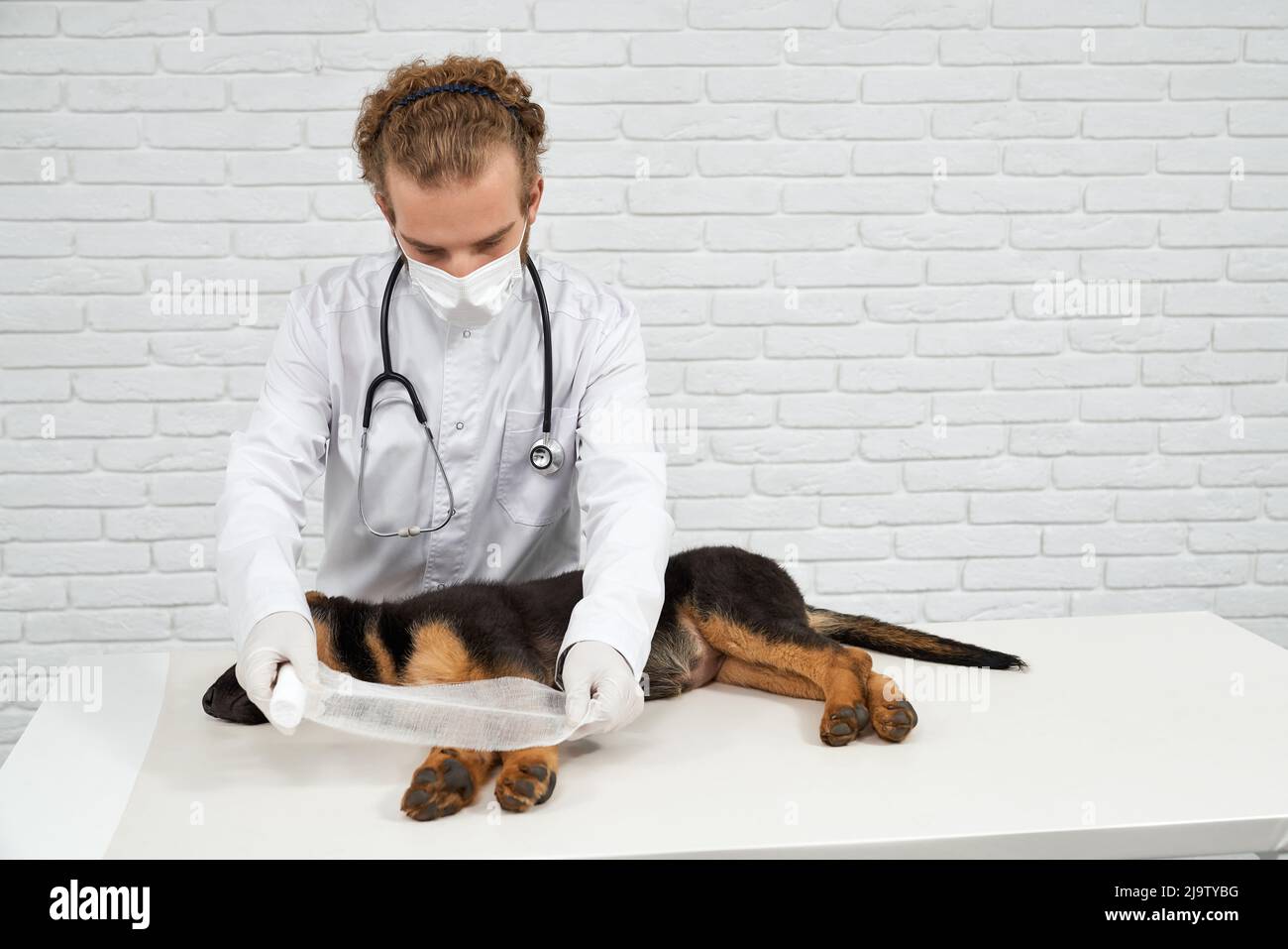 Front view of vet male holding bandage leaning over german shepherd dog before applying on wounded paw. Pedigree puppy sleeping on white table in vet clinic. Concept of pet treatment. Stock Photo