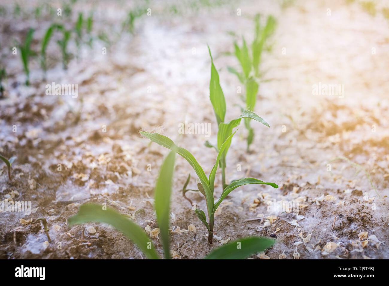 Young green corn growing on the field. Young Corn Plants. Stock Photo