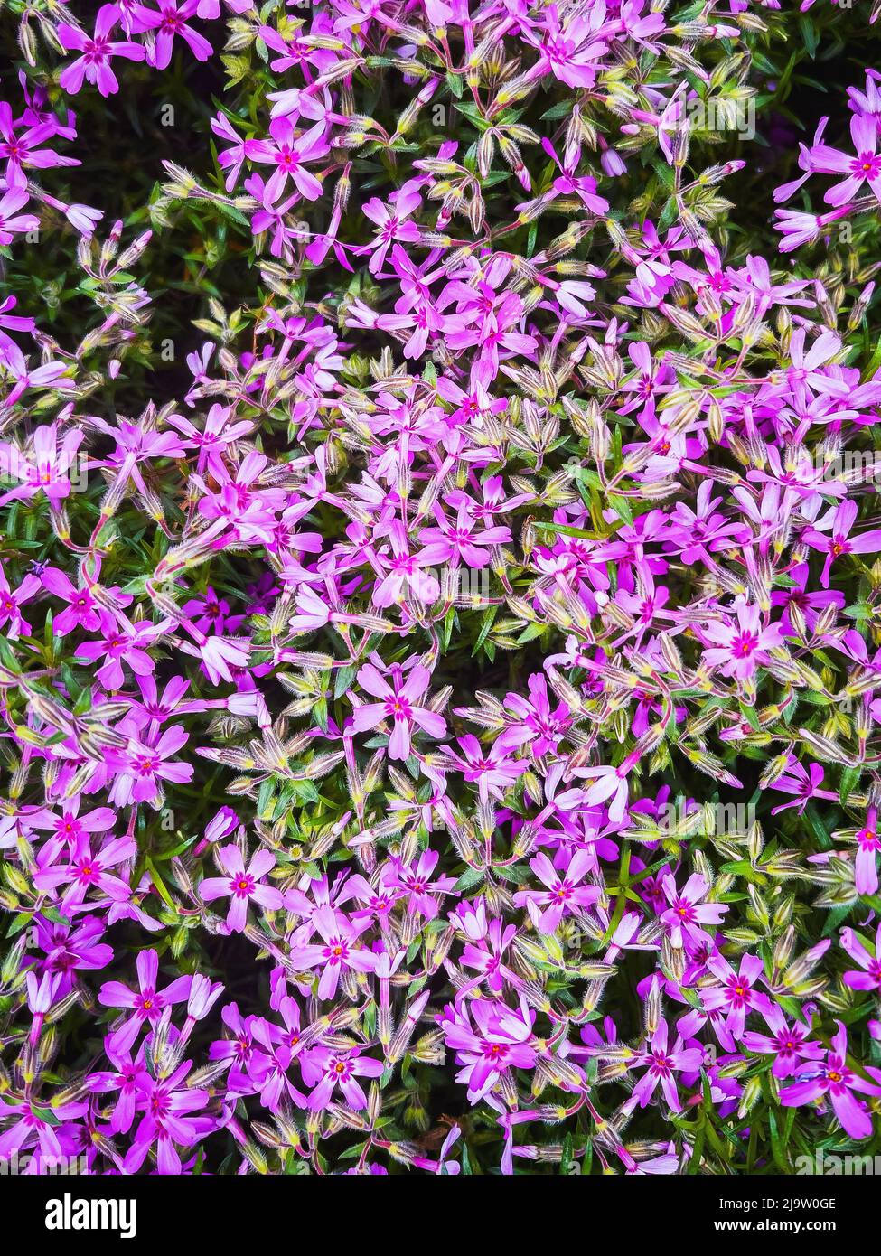 Creeping phlox flowering plant in back yard, top view Stock Photo