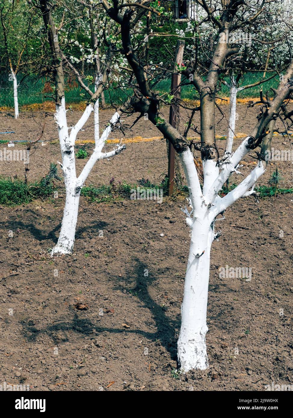 Fruit orchard trees painted white with water-based latex paint for protection Stock Photo