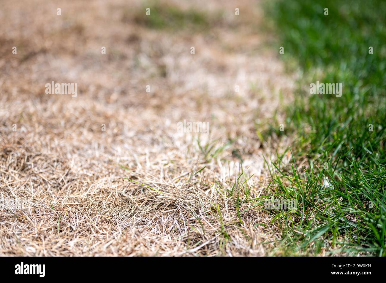 Visible distinction between healthy lawn and chemical burned grass.  Stock Photo