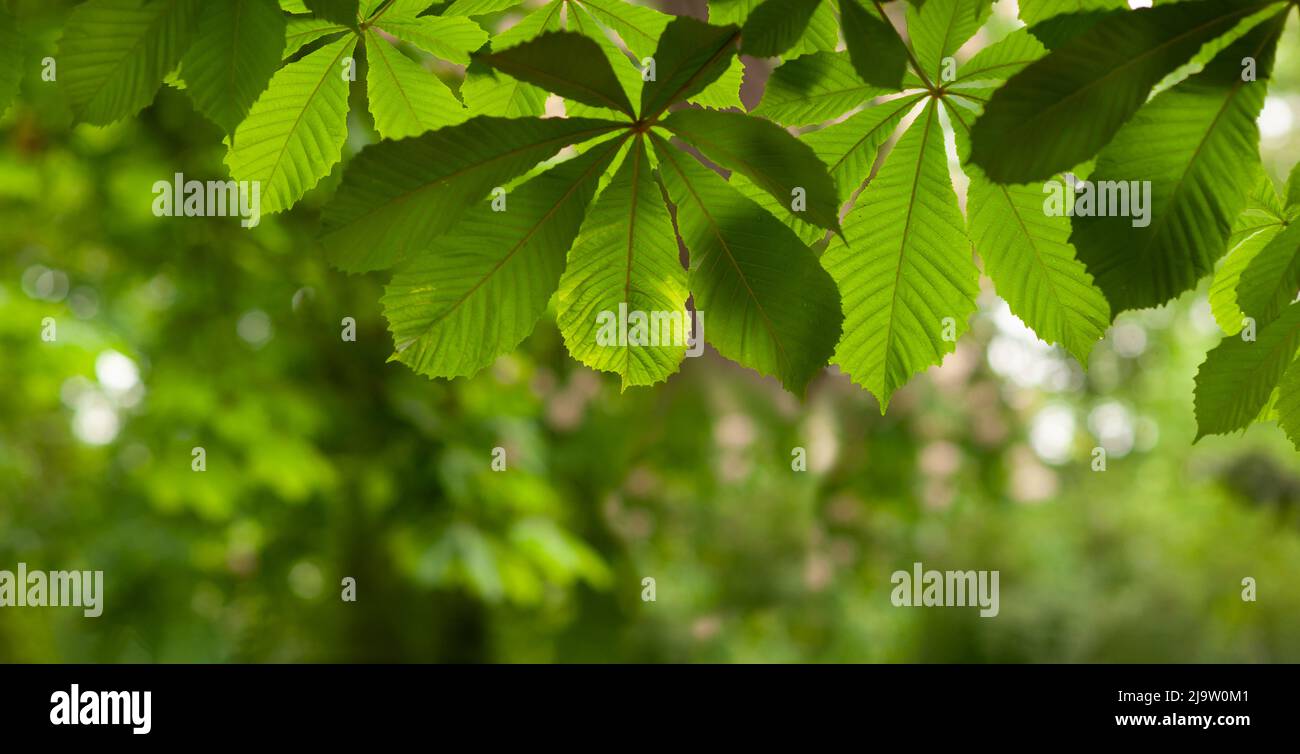 Banner. Beautiful screen saver, background. Nature pattern. Stock Photo