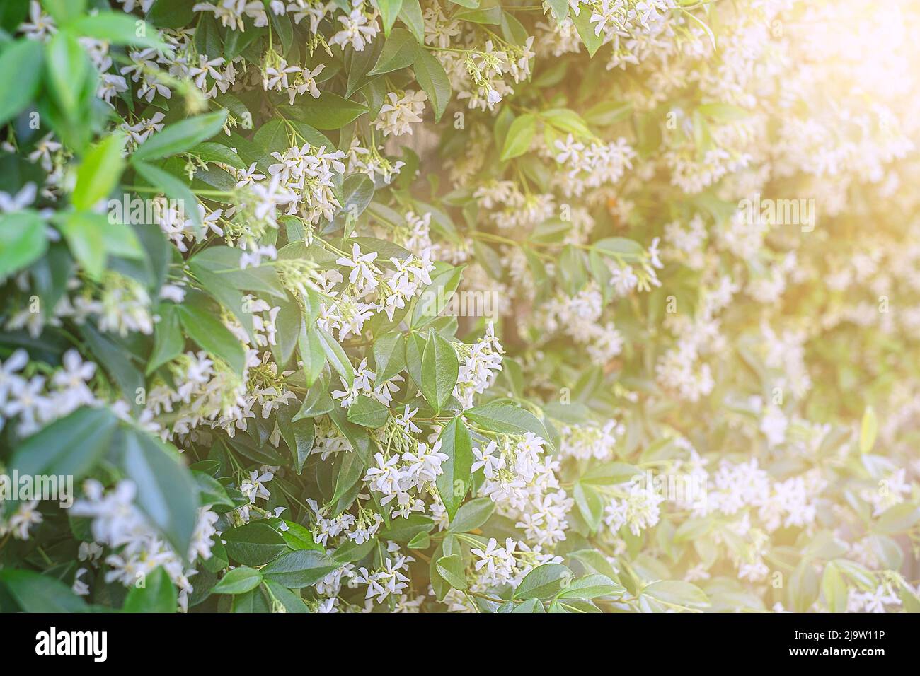 A wall of Star Jasmine flowers in bloom on a spring day. Background Stock Photo