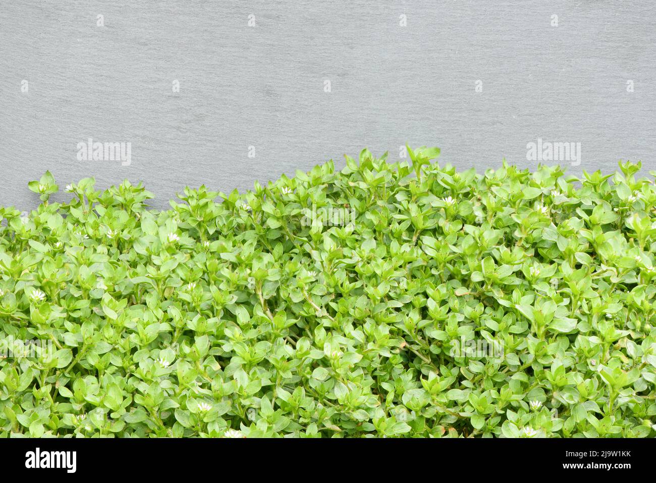 Chickweed ,Stellaria media in the garden. The plants are annual and with weak slender stems, they reach a length up to 40 cm. High resolution photo. F Stock Photo