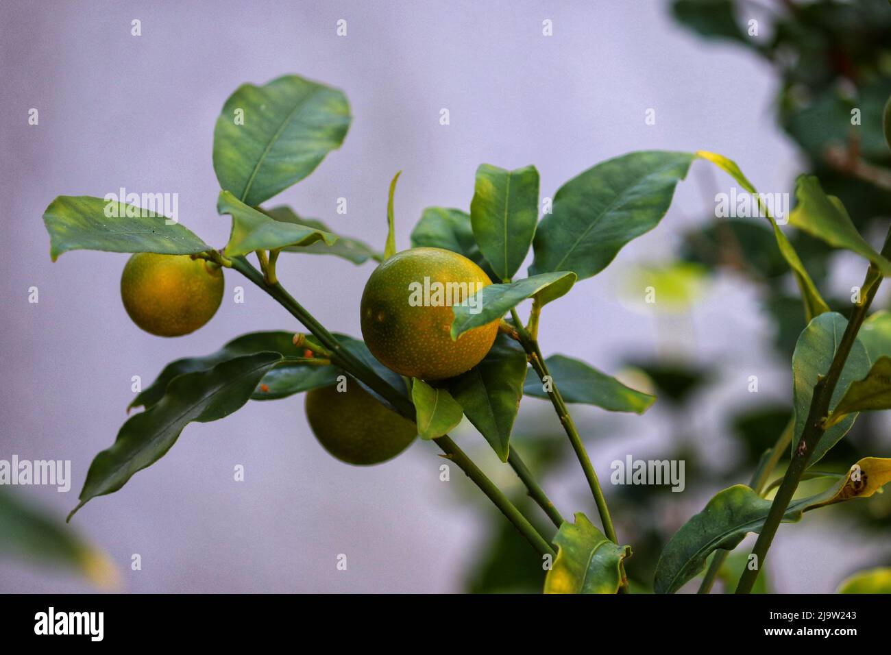Kumquat starting to bear fruit Stock Photo Alamy