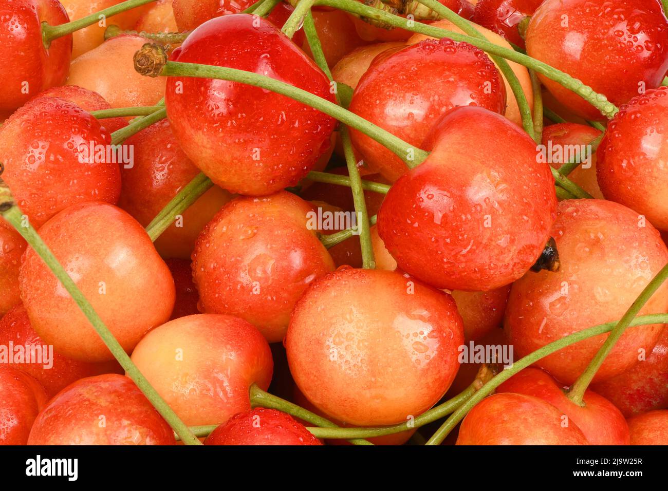 bunch of ripe cherries with stems and leaves. Big collection of fresh