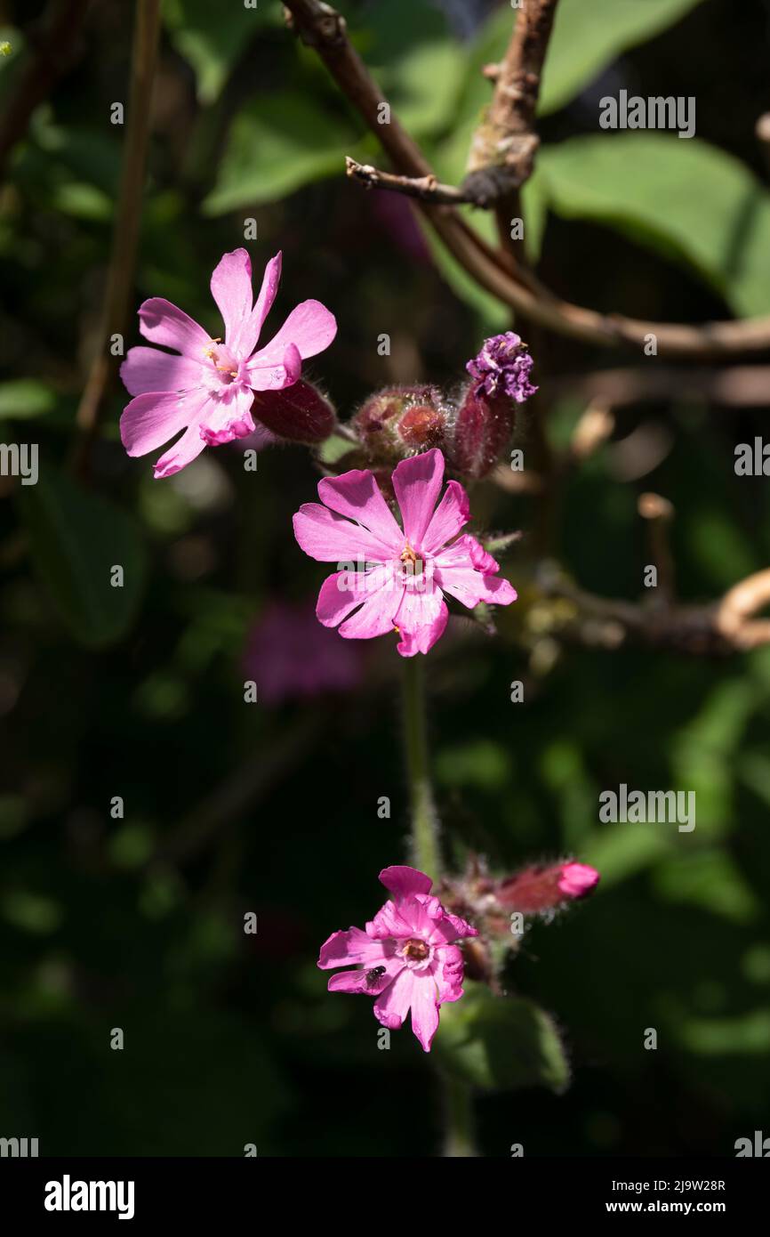 Red Campion Blooms in traditional British Hedgerow Stock Photo