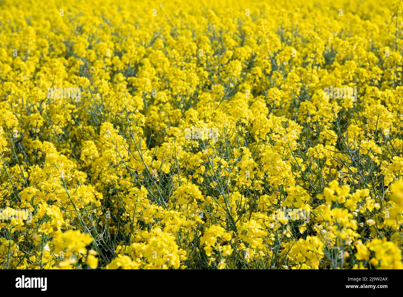 Field of Rapeseed (Oilseed Rape), near Marlborough, Wiltshire, England, United Kingdom Stock Photo