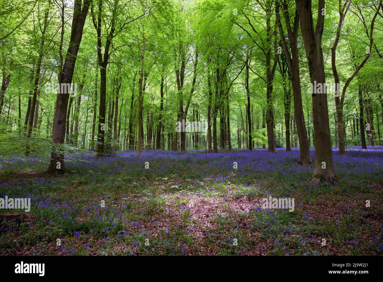 West Woods with wild Bluebells in Bloom, Marlborough, Wiltshire, England, United Kingdom Stock Photo