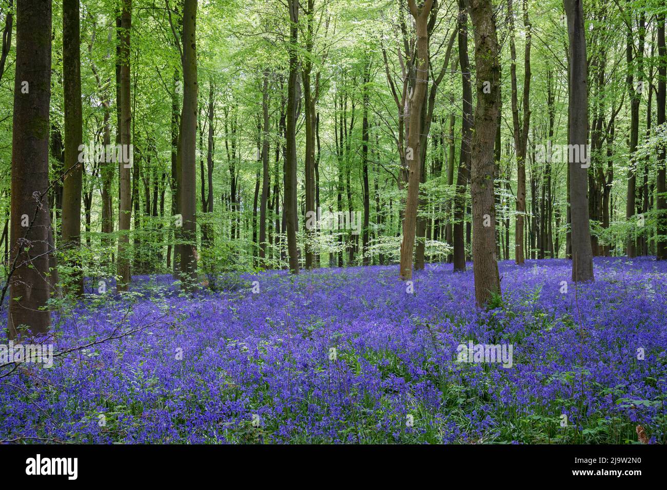 West Woods with wild Bluebells in Bloom, Marlborough, Wiltshire, England, United Kingdom Stock Photo
