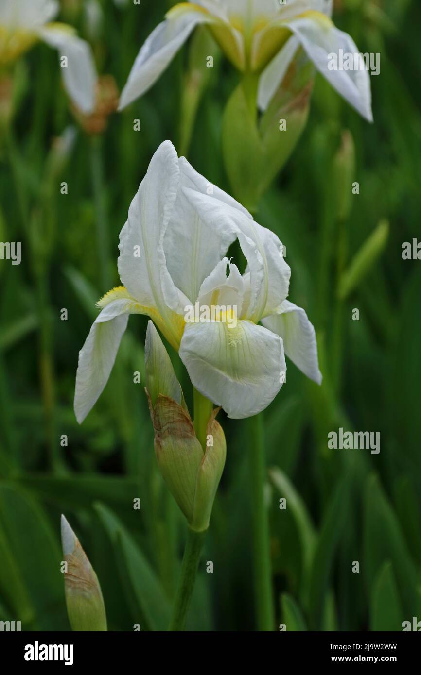 White Iris flower Stock Photo