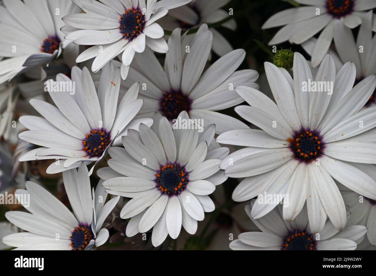 African Daisies Stock Photo