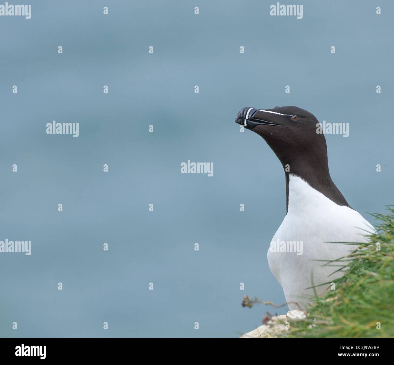 Rspb Razorbill Pin Close Up Razorbill Portrait on the cliffs of RSPB Bemton Cliffs, East ...