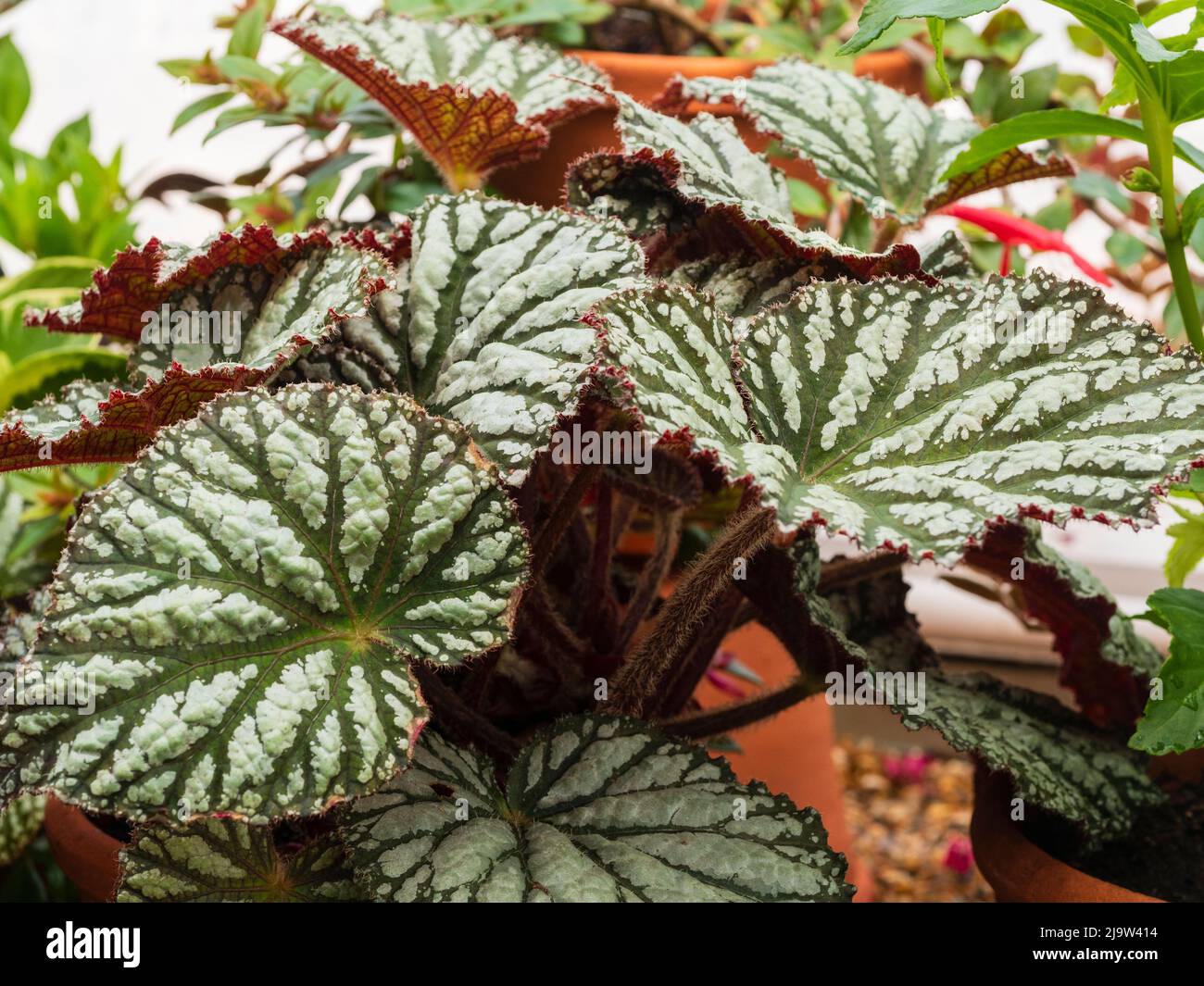 Large, silver spotted leaves of the tender rex begonia house or greenhouse plant, Begonia 'Pearl Ripple' Stock Photo