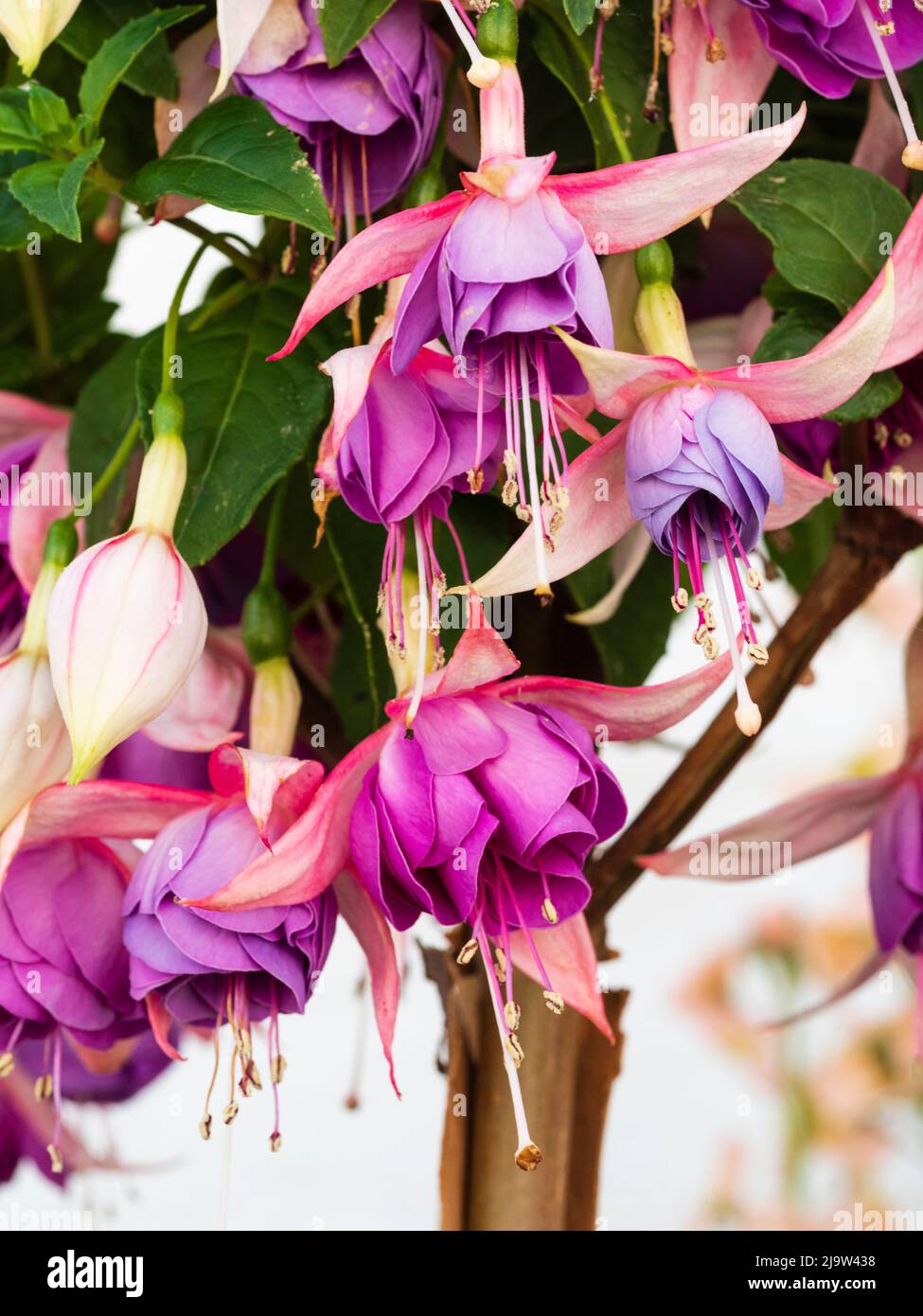Double flowers of the tender Fuchsia 'Eleanor Sinton', shrubby evergreens for greenhouse and conservatory display Stock Photo