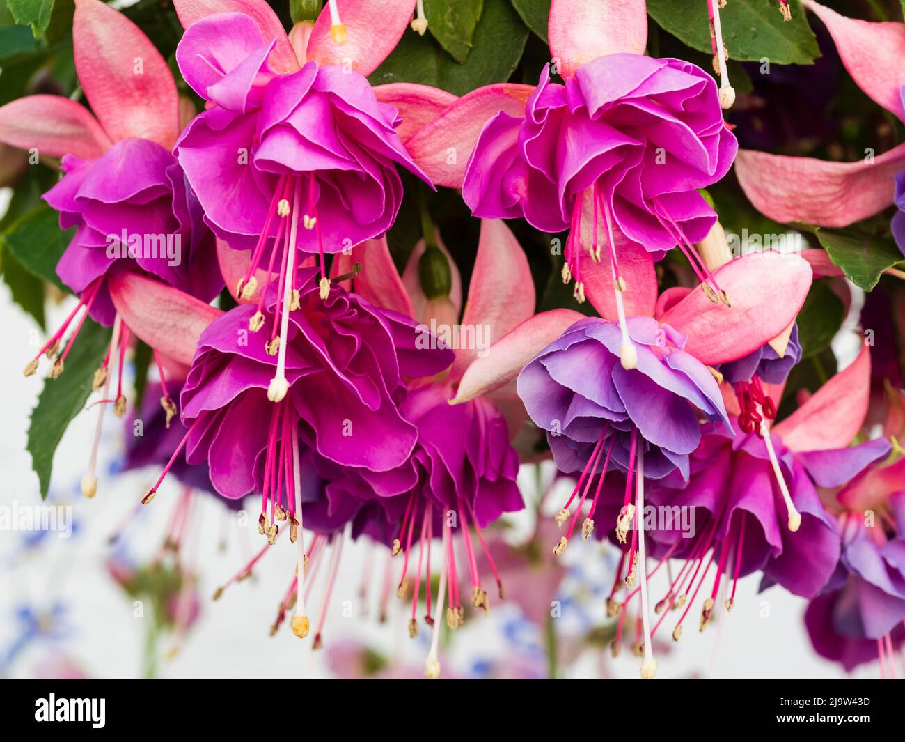 Double flowers of the tender Fuchsia 'John Grooms', shrubby evergreens for greenhouse and conservatory display Stock Photo