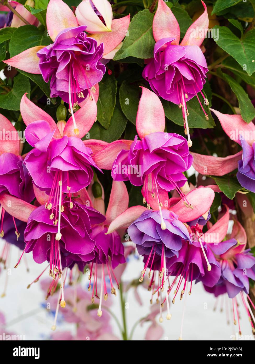 Double flowers of the tender Fuchsia 'John Grooms', shrubby evergreens for greenhouse and conservatory display Stock Photo