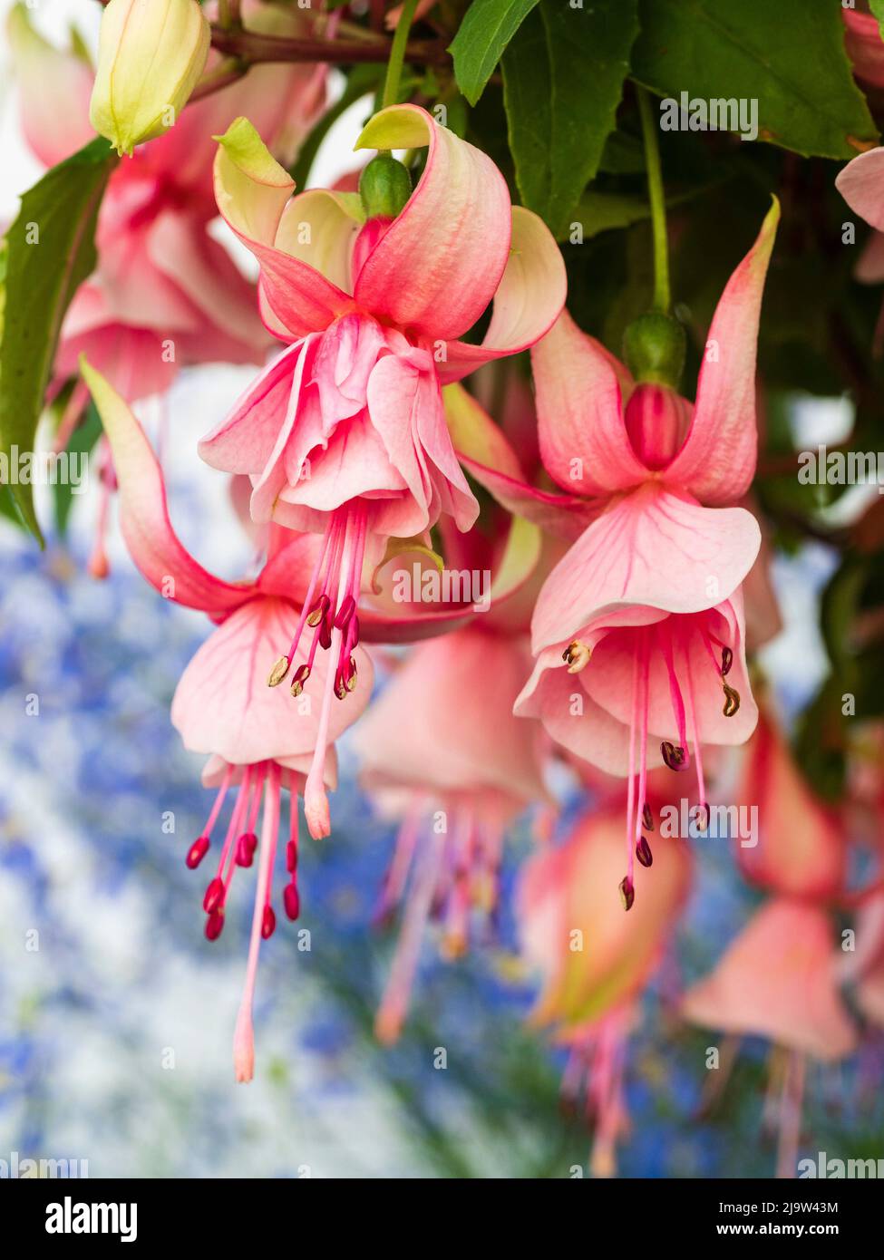 Double flowers of the tender Fuchsia 'Leonora' , shrubby evergreens for greenhouse and conservatory display Stock Photo