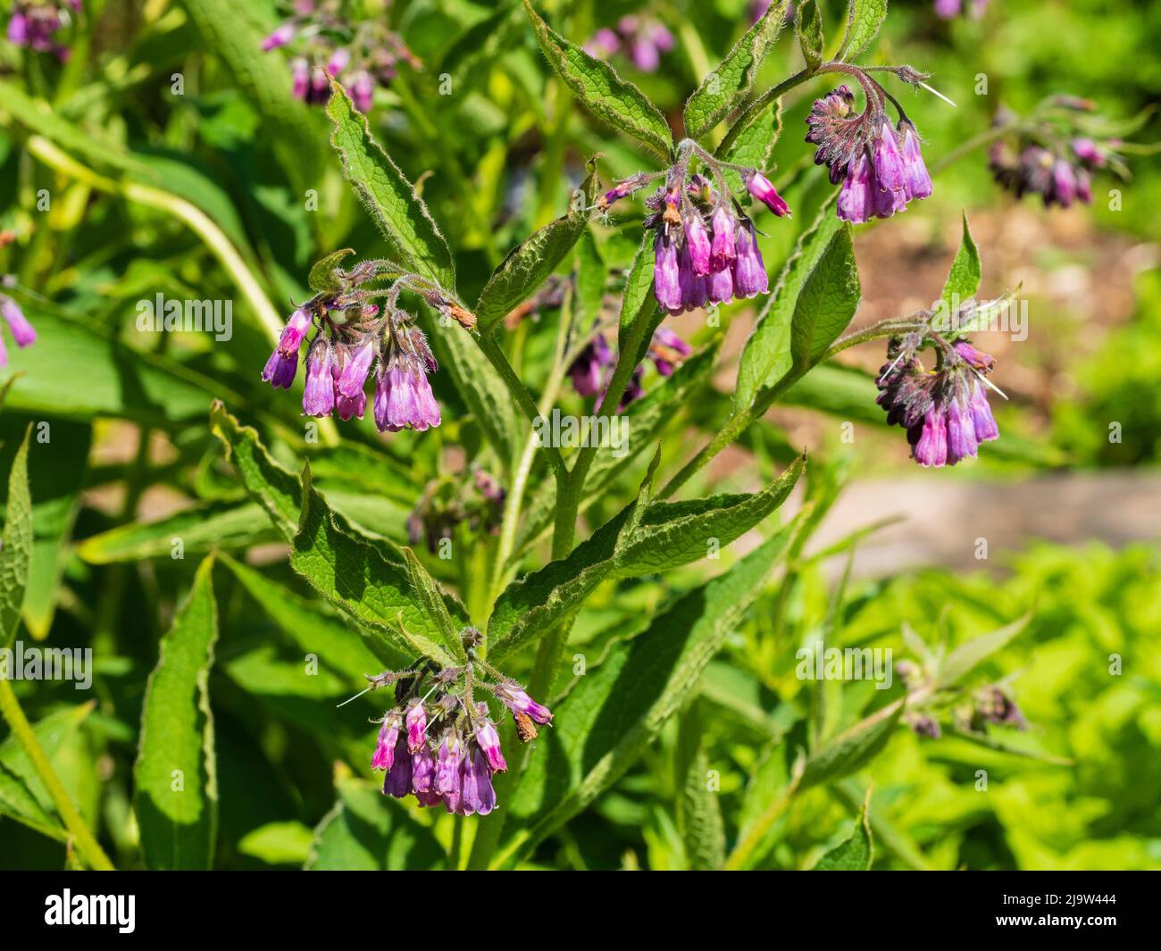 Flowers and foliage of the early summer flowering herb common comfrey, Symphytum officinale Stock Photo