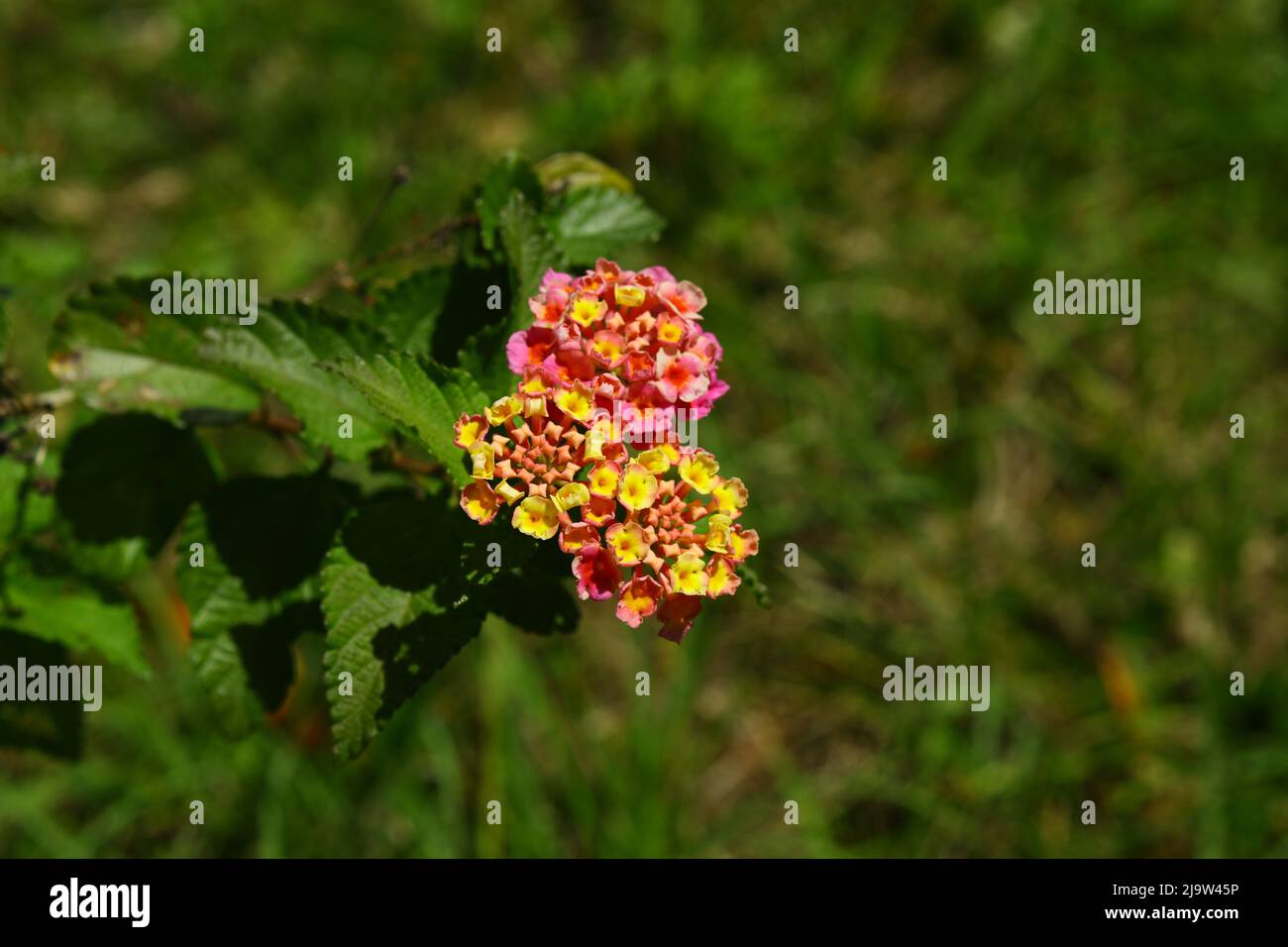 Lantana plant  in the Family Verbenaceae grows in wild in Florida, attracts butterflies, but is poisonous. Stock Photo