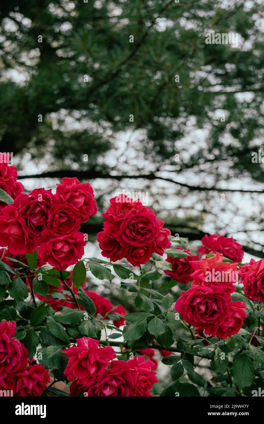 Jungnang Rose Park, Seoul Rose Festival along the Jungnangcheon Stream