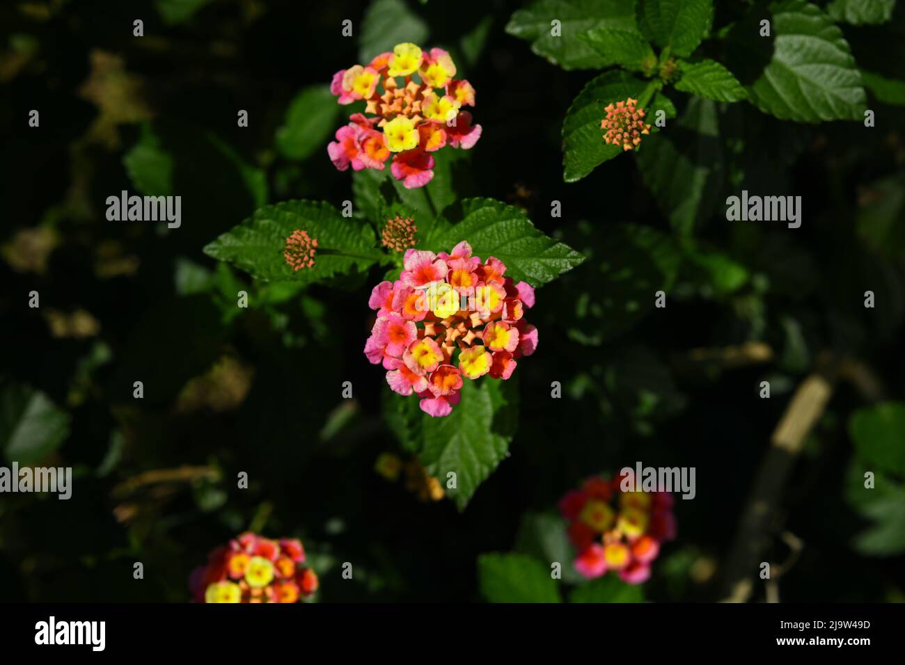 Lantana plant South Florida native attracts butterflies, perennial Stock Photo Alamy