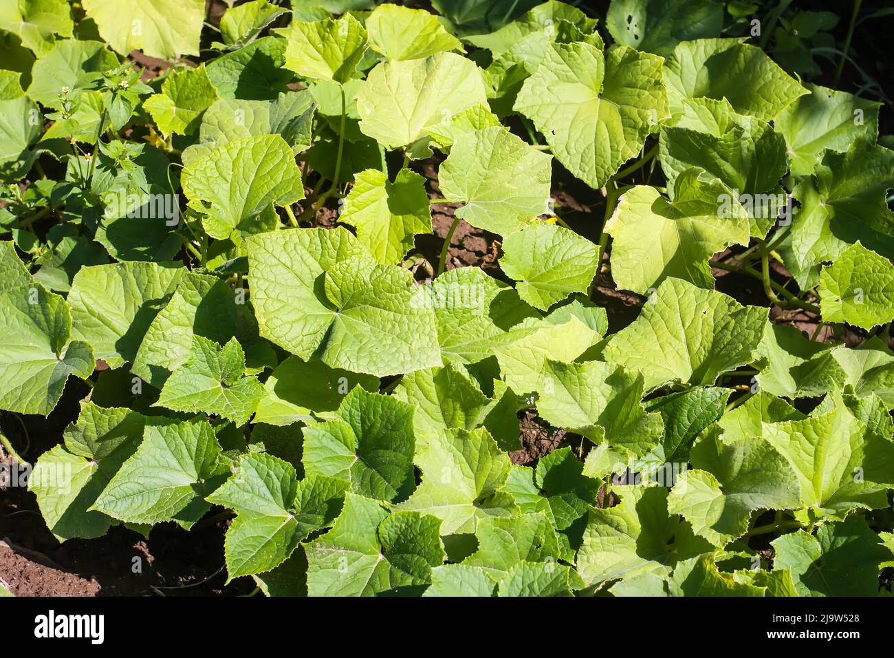 Organic cucumbers growing in soil Stock Photo Alamy